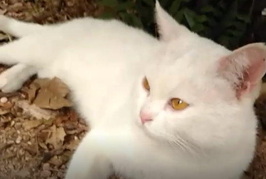 猫